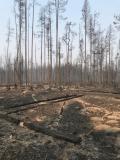 Forest Destroyed by Wildfire