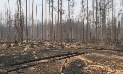 Forest Destroyed by Wildfire